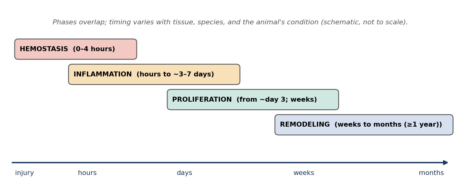 The phases of wound healing (schematic timeline).