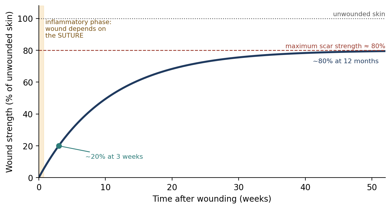 Gain in wound strength over time (schematic, based on the values cited in this chapter).