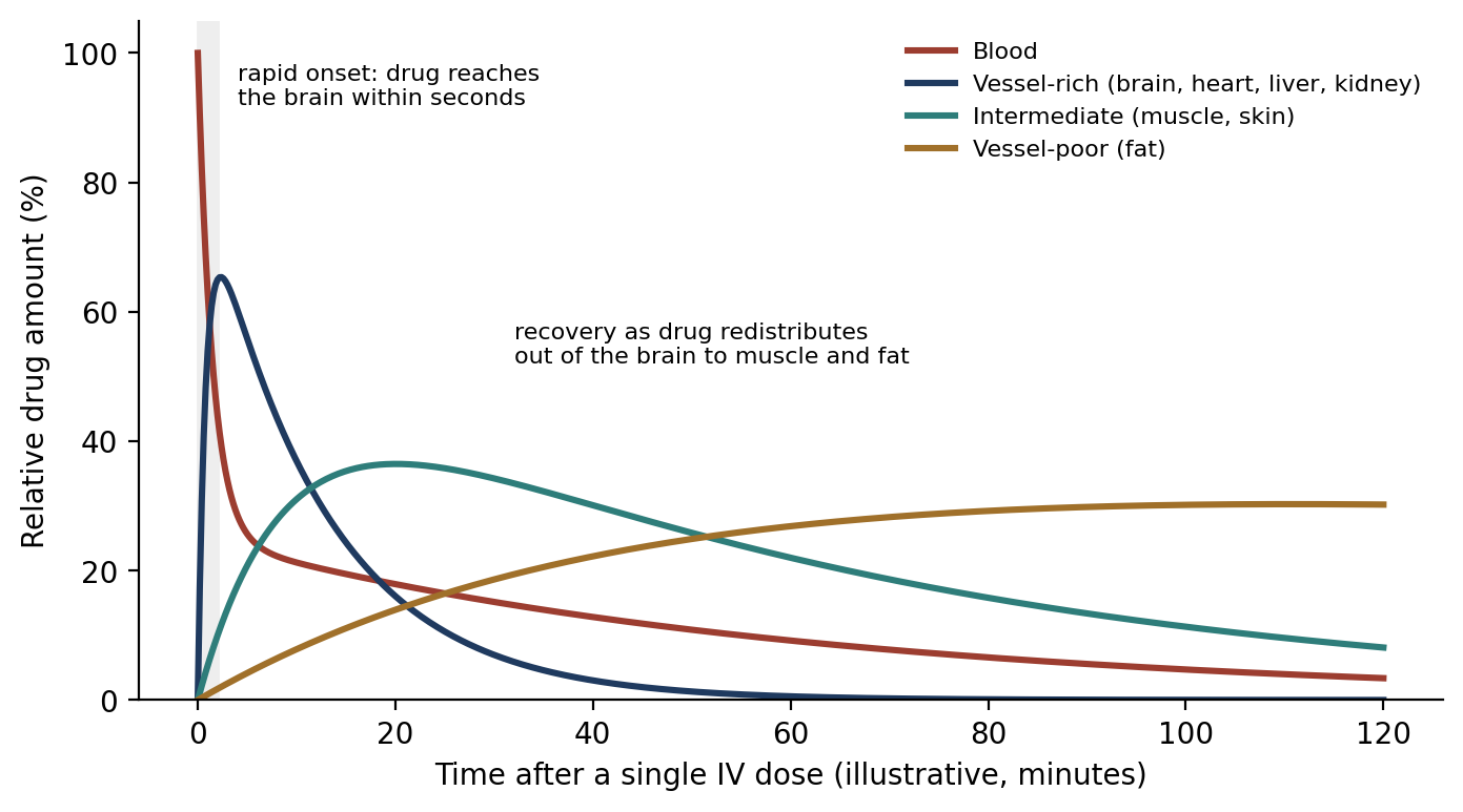 Redistribution of an injectable anesthetic after a single IV dose (schematic). The brain is part of the vessel-rich group.