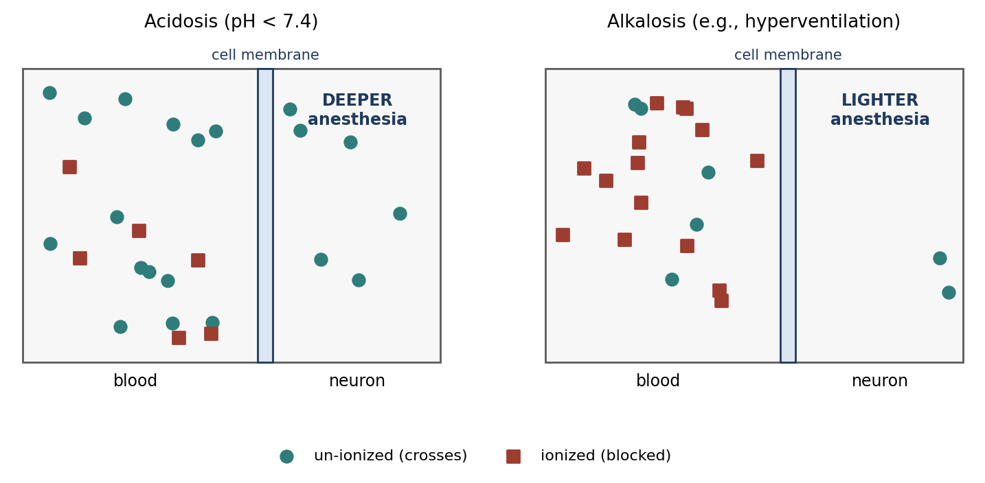 Effect of blood pH on barbiturate penetration into nerve cells.