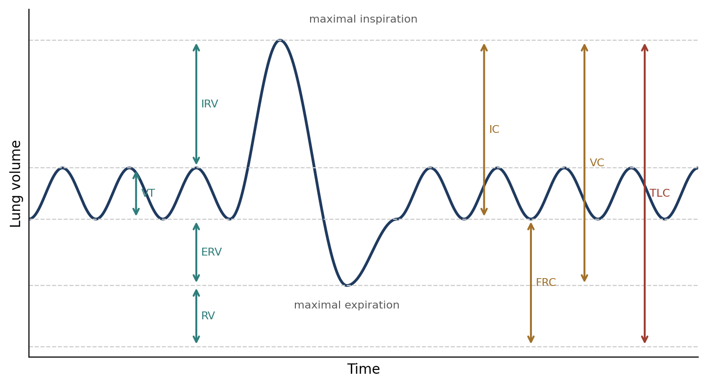 Lung volumes and capacities.