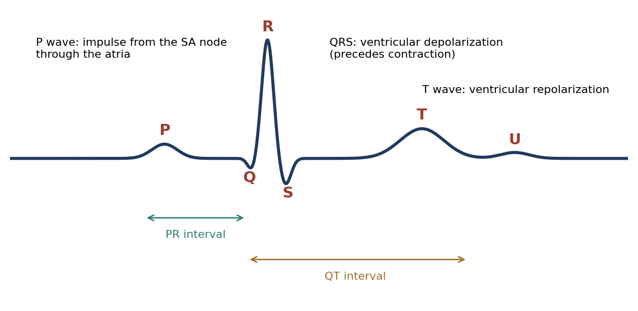 Components of the normal ECG.