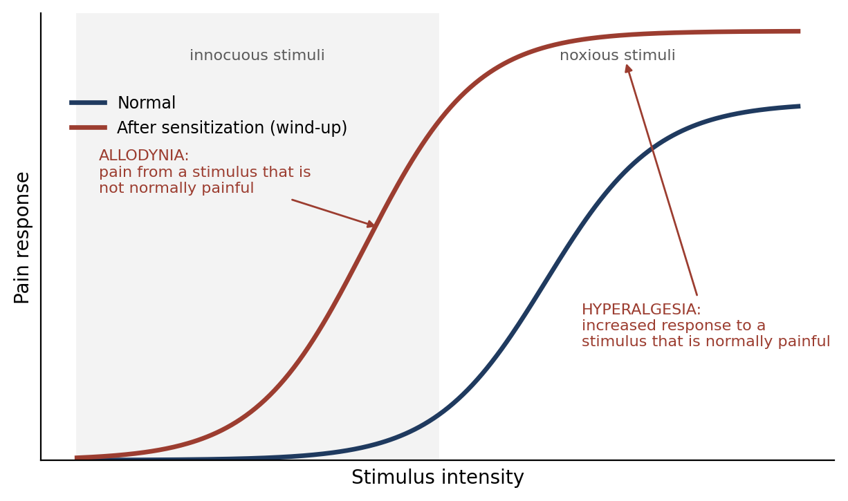 Sensitization shifts the pain response, producing allodynia and hyperalgesia (schematic).