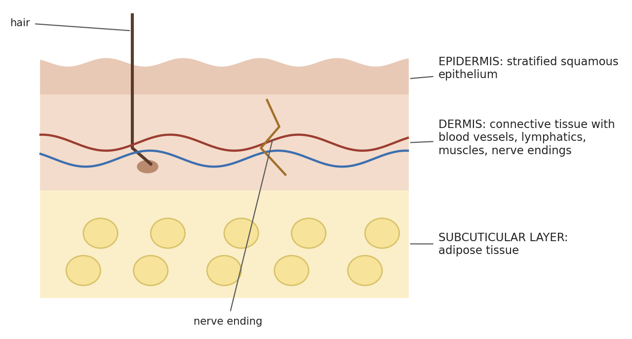 The layers of the skin.