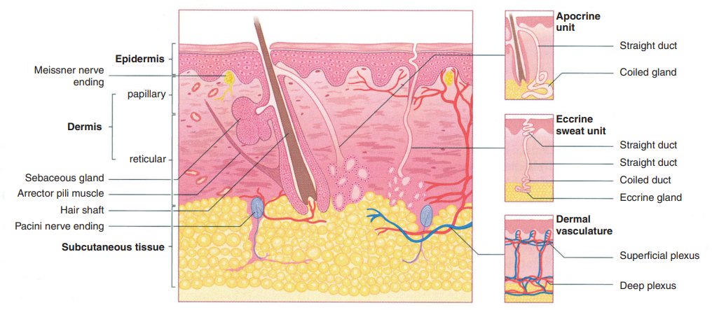 Detailed structure of the skin, showing epidermis, dermis, subcutaneous tissue, glands, hair follicles, and nerve endings (human skin shown).