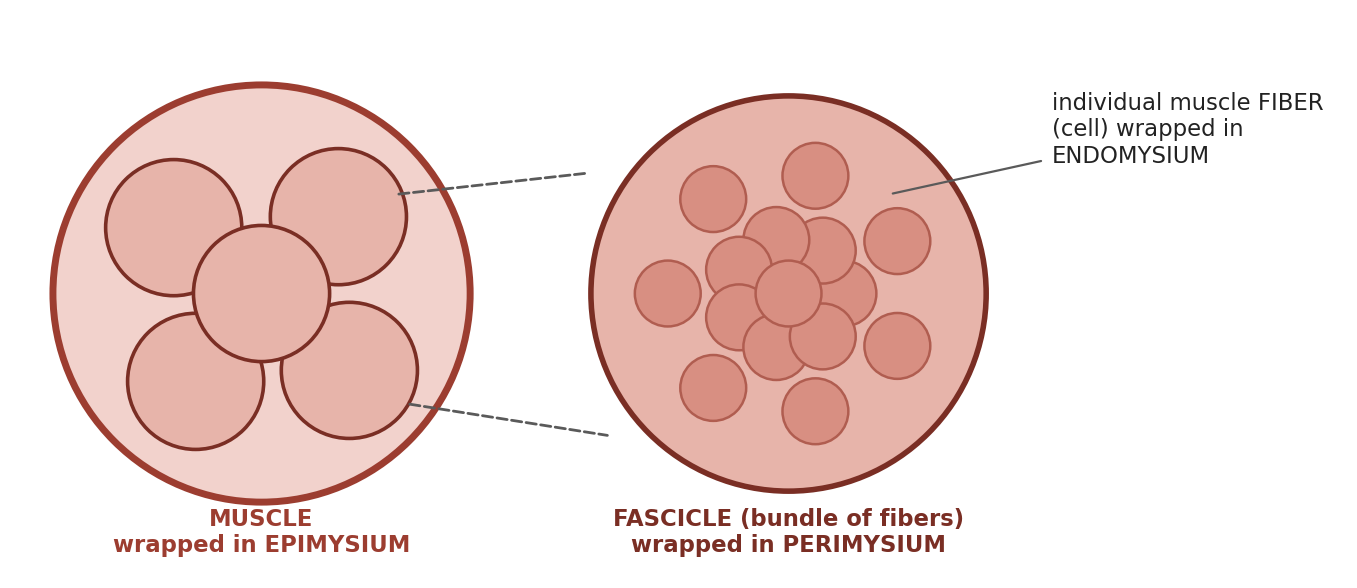 Organization of a skeletal muscle and its connective tissue layers.