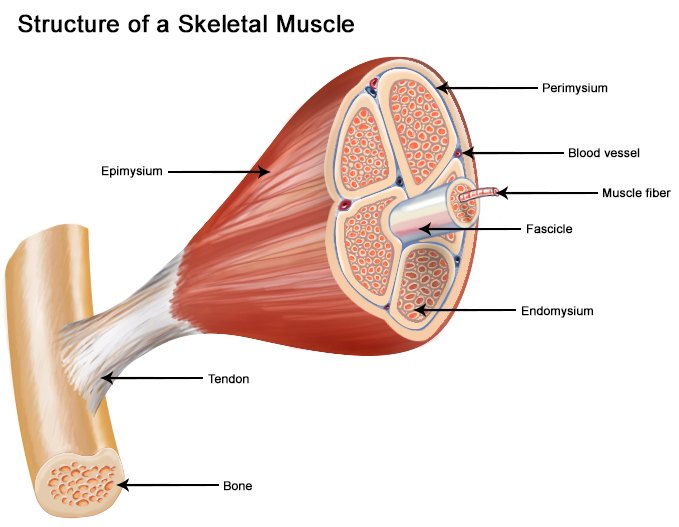 Structure of a skeletal muscle, from tendon and epimysium to fascicles and individual fibers.