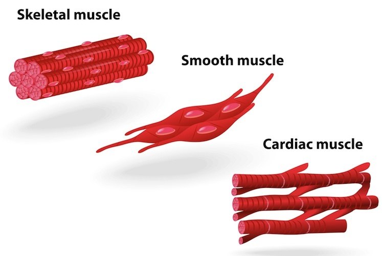 Skeletal, smooth, and cardiac muscle cells.