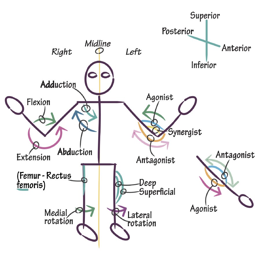 Anatomical directions and muscle actions: flexion and extension, abduction and adduction, rotation, and agonist and antagonist muscles (human figure).