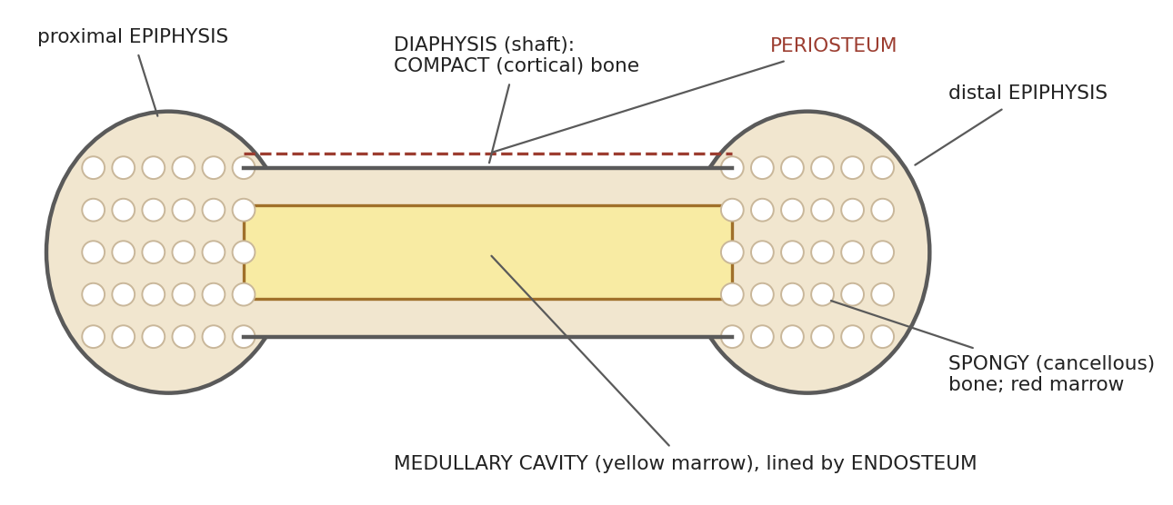 Structure of a long bone.