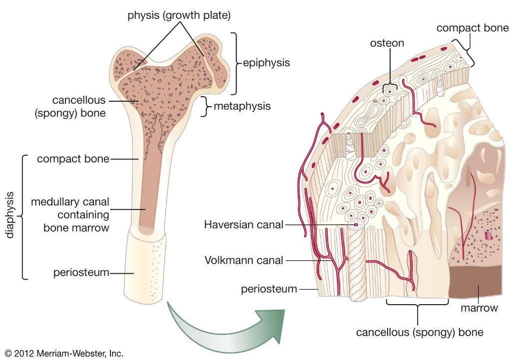 Long bone anatomy (left) and the microscopic structure of compact and cancellous bone (right).