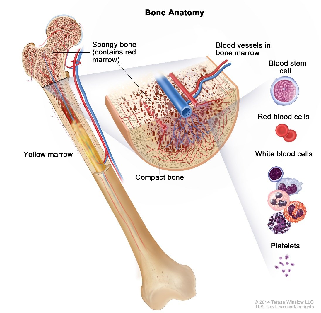 Bone marrow and the blood cells it produces.