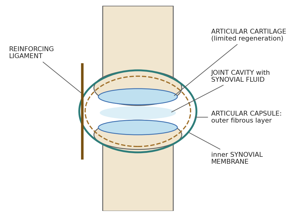 Structure of a synovial joint.