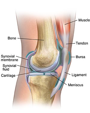 Side view of a knee (stifle) joint, showing bone, cartilage, synovial membrane and fluid, meniscus, bursa, ligament, tendon, and muscle (human knee shown).
