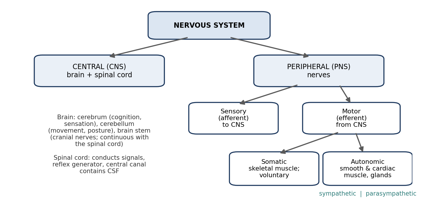 Organization of the nervous system.