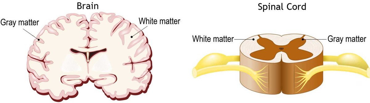 Gray and white matter in the brain and spinal cord (cross-sections).