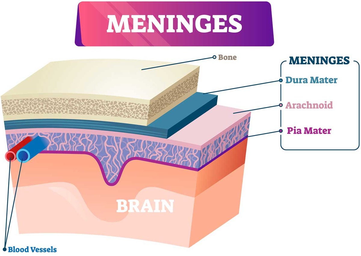 The meninges: dura mater, arachnoid, and pia mater.