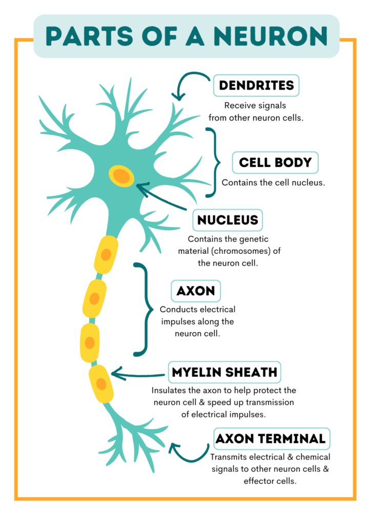 Parts of a neuron.