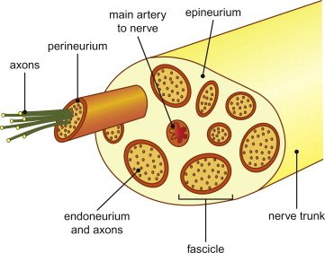 Structure of a peripheral nerve: axons within endoneurium, fascicles wrapped in perineurium, and the whole nerve in epineurium, with its blood supply.