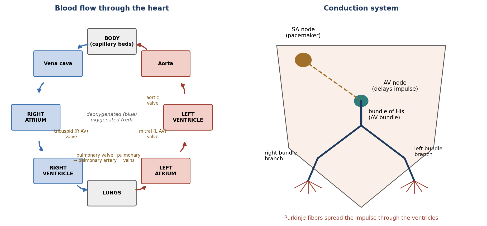 Blood flow through the heart, and the cardiac conduction system.