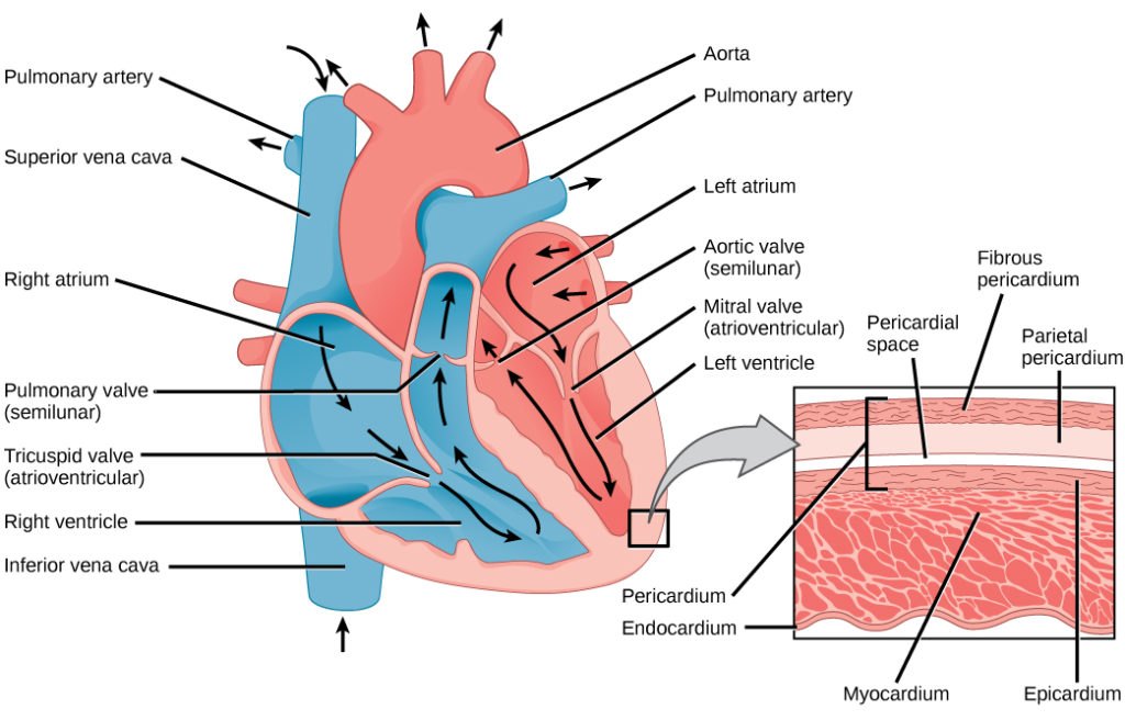 Anatomy of the heart, showing chambers, valves, great vessels, and the layers of the heart wall and pericardium (human heart shown).