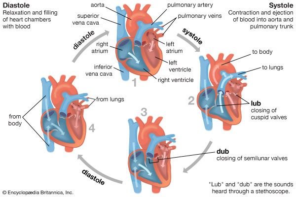 The cardiac cycle: diastole (filling) and systole (ejection), and the timing of the "lub" and "dub" heart sounds.
