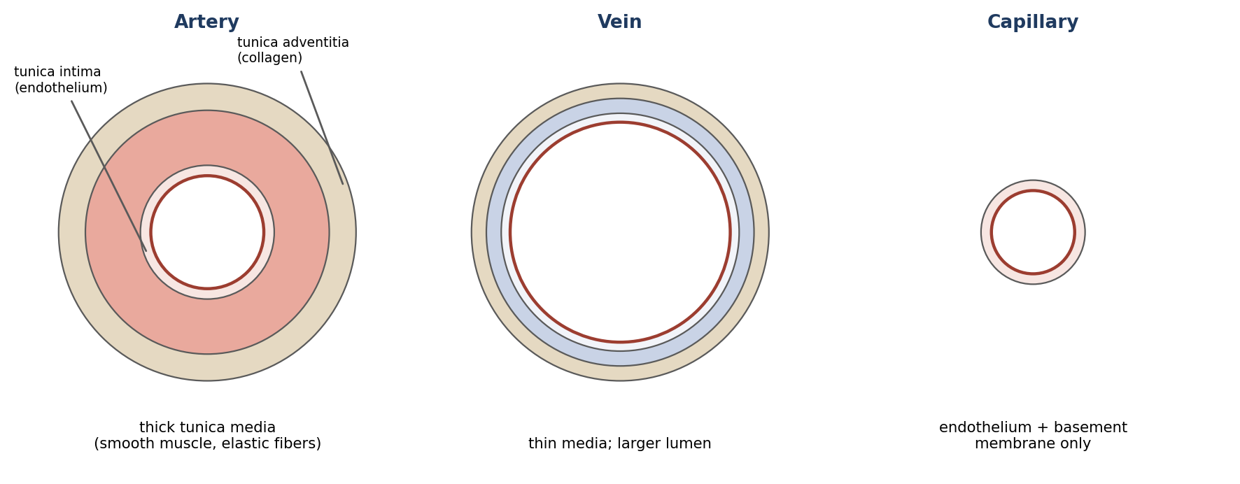 Wall structure of an artery, a vein, and a capillary (not to scale).