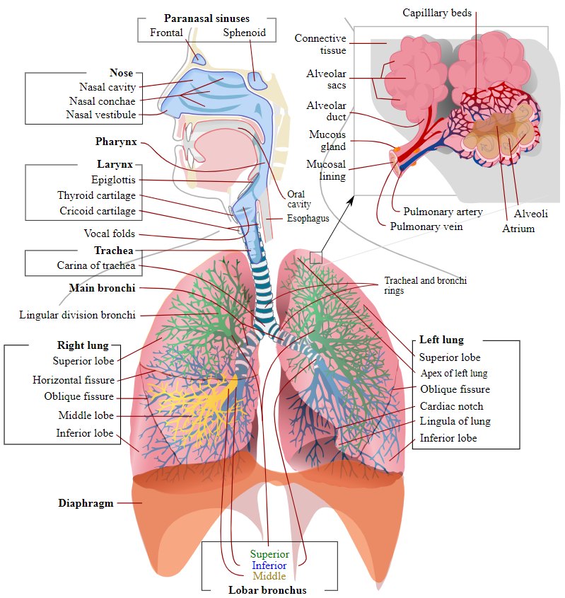 The respiratory tract, from the nasal cavity, pharynx, and larynx to the trachea, bronchi, lungs, and alveoli (human anatomy shown).