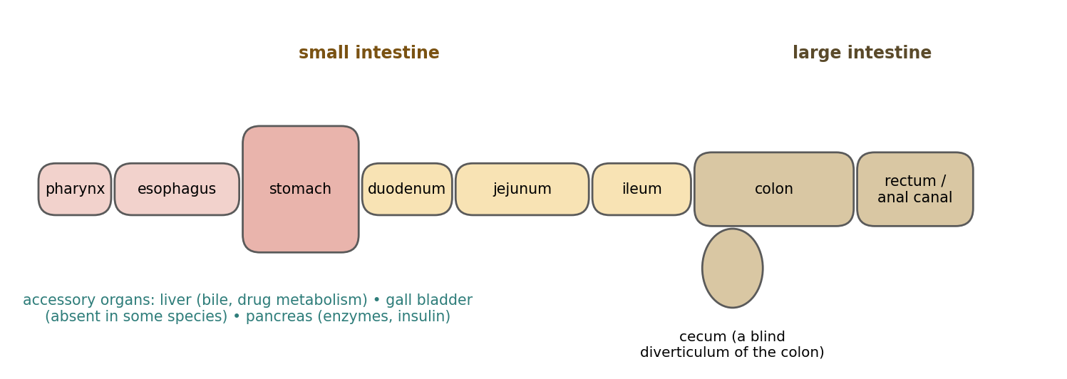 Simplified layout of the gastrointestinal tract (not to scale).
