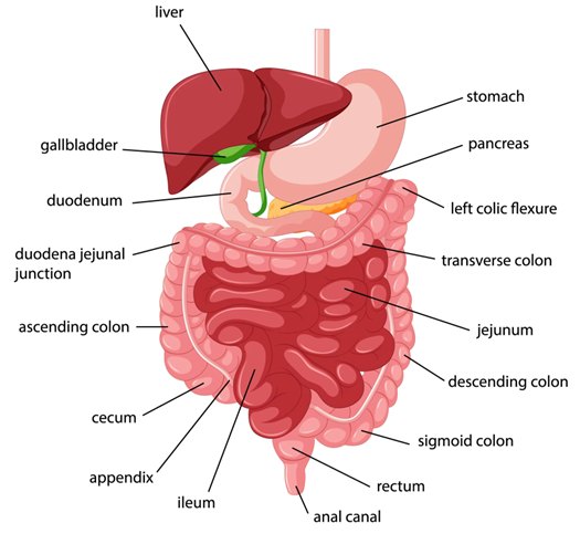 The digestive system (human anatomy shown); the arrangement and relative size of organs, especially the cecum and colon, differ considerably between species.