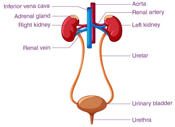 The urinary system: kidneys, renal arteries and veins, ureters, urinary bladder, and urethra (human anatomy shown).