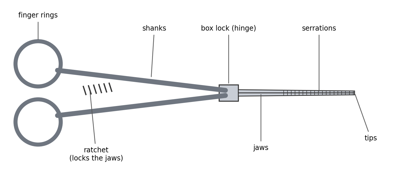 Parts of a ringed instrument (hemostat).